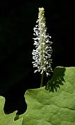 Vanilla Leaf , Achlys triphylla